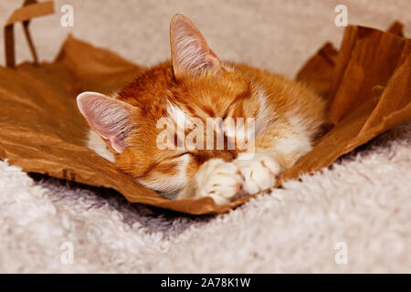 Pretty orange and white cat lying on the paper bag on the fluffy white bed, his paws in front of his face, sleeping Stock Photo