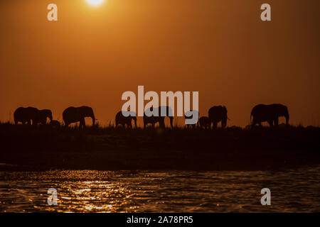 Elephants at the Chobe River, Botswana Stock Photo