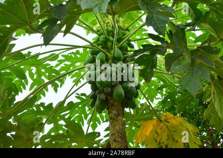 Beautiful papaya tree. Diet based on high quantities of papaya may change the color of the skin on the palms and soles in yellow. Papaya is very tasty. Stock Photo