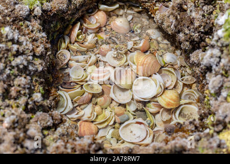 Shells and seaweed on the beach Stock Photo