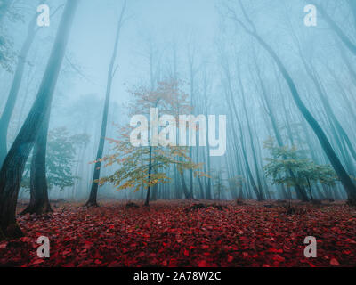 Panorama of foggy forest on autumn day Stock Photo