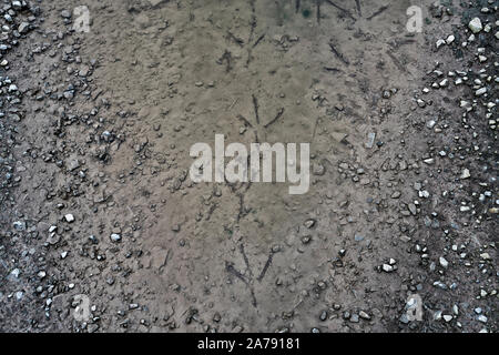 footprints of  Grey herons in a pudddle, Weser Uplands, Hesse, Germany, Europe Stock Photo