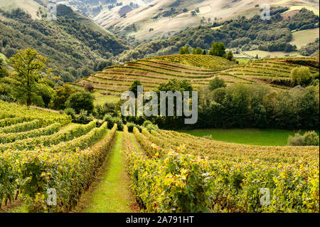 AOC vineyard of Irouléguy with view of the Pyrenees mountains of the Pays Basque, Irouléguy, France Stock Photo