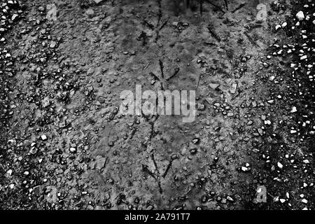 footprints of  Grey herons in a pudddle, Weser Uplands, Hesse, Germany, Europe Stock Photo