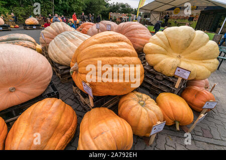 pumkin festival, Klaistow, Brandenburg | Kürbisausstellung auf dem Spargelhof Klaistow, Erlebnisbauerhof, Potsdam-Mittelmark Stock Photo