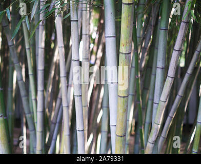 Bamboo trees in Shanghai, China garden Stock Photo