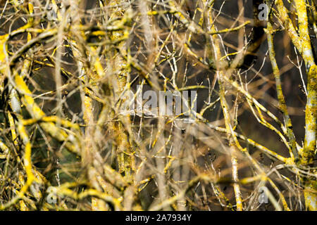 Lichens on branches Stock Photo