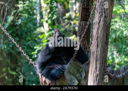 Bear rescue centre at the Kwang Si Waterfalls, Luang Prabang, Laos Stock Photo