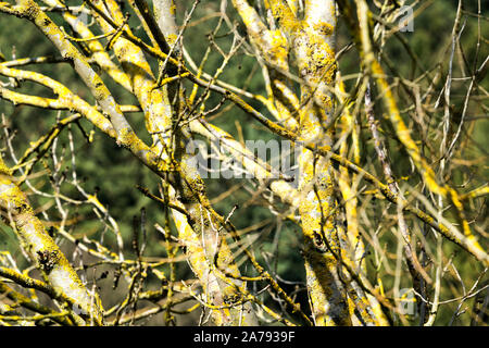 Lichens on branches Stock Photo
