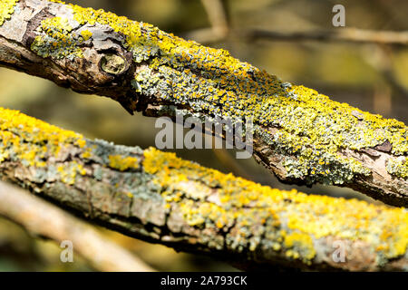 Lichens on branches Stock Photo