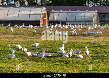 Goose farm in Brandenburg near Flatow, Germany Stock Photo