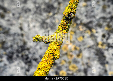Lichens on a branch in front of an old wall Stock Photo