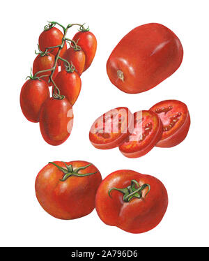 Some tomato varieties. Mixed media illustration on paper. Stock Photo