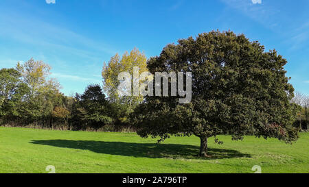 Large green oak tree in green field with large shadow. Stock Photo