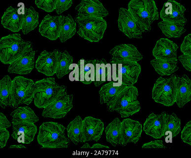 Fluorescent image of human stem cells stained with monoclonal antibodies markers under the microscopy nuclei in blue and actin microfilaments in green Stock Photo
