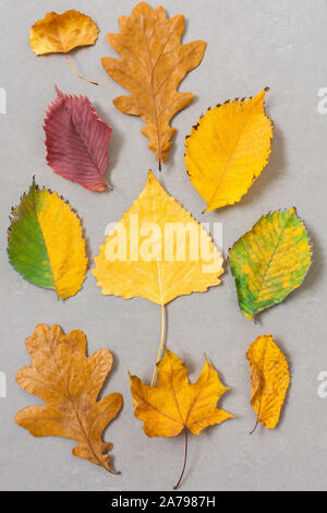 Fallen colorful leaves of trees on a gray background, autumn background Stock Photo