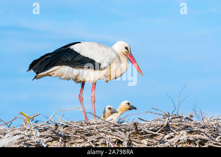 White stork (Ciconia ciconia) and chicks in nest, Pont-de-Gau ornithological park, Camargue, France, by Dominique Braud/Dembinsky Photo Assoc Stock Photo