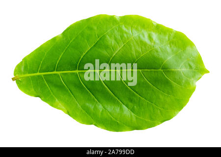 Terminalia catappa, Sea almond, Madagascar almond, Indian almond, and Philippine almond leaves, Stock Photo