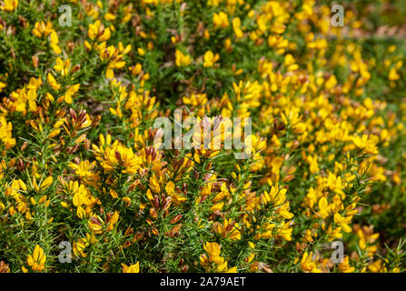 Close up of yellow flowers flower on gorse bush bushes England UK United Kingdom GB Great Britain Stock Photo
