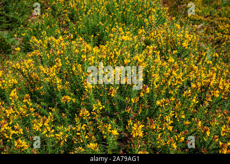 Yellow flowers flower on gorse bush bushes England UK United Kingdom GB Great Britain Stock Photo