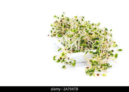 Fresh broccoli sprouts on white porcelain sauce dish isolated Stock Photo