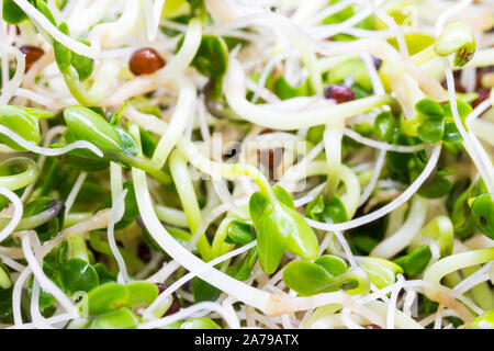 Fresh broccoli sprouts macro Stock Photo