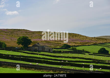 Heather on Haworth moor , Bronte Country ,  Summer , Yorkshire Stock Photo