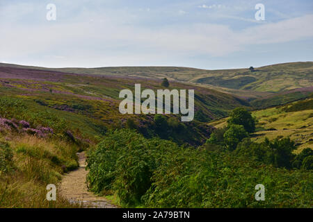 Heather on Haworth moor , Bronte Country ,  Summer , Yorkshire Stock Photo