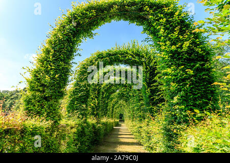 France, Loiret, Chilleurs aux Bois, Chateau de Chamerolles Park and Gardens, arches of hornbeam (Carpinus) // France, Loiret (45), Chilleurs-aux-Bois, Stock Photo