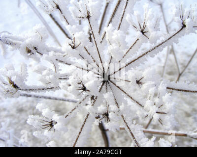 Wild grass with snow in close up. Winter landscape with weeds textural geometry. Decorative nature elements in the rural scene, abstract view. Stock Photo