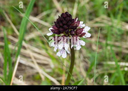 Lady Orchid Flowers in Bloom in Springtime Stock Photo
