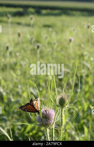 close-up of Monarch Butterfly feeds on the red Zinnia flower at the ...