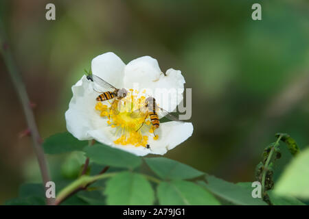 Marmalade Hoverfly on Wild Rose Flower in Springtime Stock Photo
