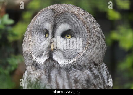 Great Grey Owl (Strix nebulosa) Stock Photo