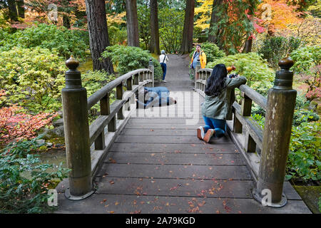 Photographers photographing the Maple trees and other exotic deciduous trees turning yellow and red in the world famous Japanese Gardens in Portland, Stock Photo