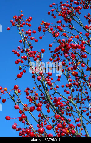 Mountain Ash tree  Sorbus alnifolia 'Red Bird' blue red berries on branches fruits Stock Photo