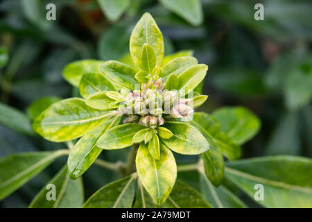 Mexican Orange Flower Buds in Autumn Stock Photo