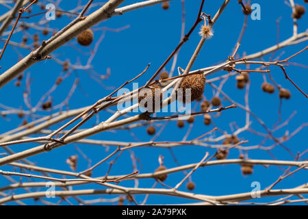 Looking up a London Plane tree branches in winter sunny day with a blue sky. London Plane (Platanus x hispanica) planted for its ability to adapt Stock Photo