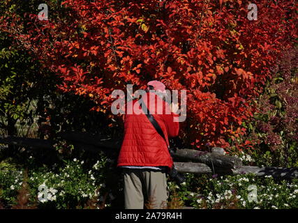 Boothbay, ME / USA - October 19, 2019: Photographer in red jacket taking closeup photos of the fall foliage which is the same color