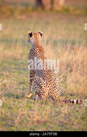 Juvenile Male Cheetah (Acinonyx jubatus) sitting and photographed from behind, Mashatu Game Reserve, Botswana Stock Photo