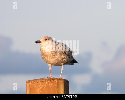 Portrait of juvenile herring gull, young seagull, perching on pole, Netherlands Stock Photo