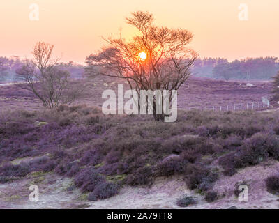 Sunset over heathland Zuiderheide, Laren, Gooi, Netherlands Stock Photo