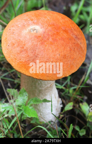 Leccinum aurantiacum, known as orange bolete or red-capped scaber stalk, wild edible mushroom from Finland Stock Photo