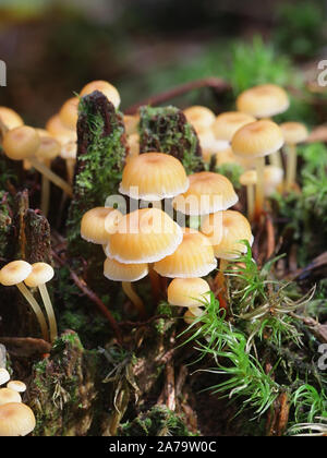 Xeromphalina campanella, known as the golden trumpet and the bell Omphalina, wild mushroom from Finland Stock Photo