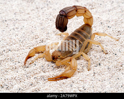 Highly venomous fattail scorpion, Androctonus australis, on sand, 3/4 view. This species from North Africa and the Middle East, is one of the most dan Stock Photo
