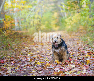Border terrier pup waiting patiently in the fall leaves. Stock Photo