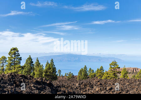 Pinus canariensis, Canarian pine trees in the volcanic landscape near to Arguayo, Santiago del Teide, Tenerife, Canary Islands, Spain Stock Photo