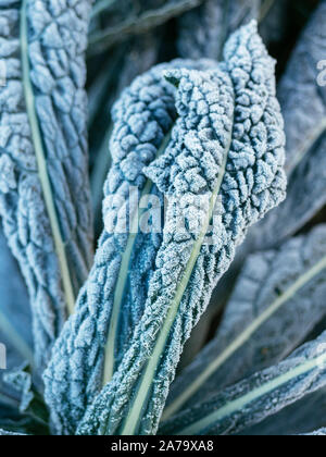 Kale Nero Di Toscana with frost in a vegetable garden. Stock Photo