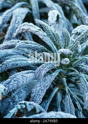 Kale Nero Di Toscana with frost in a vegetable garden. Stock Photo