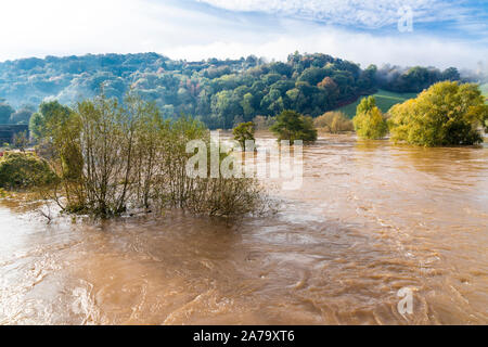 The muddy, silty waters of the River Wye in flood on 28.10.2019 at Kerne Bridge, Herefordshire UK - The flooding was caused by heavy rain in Wales.